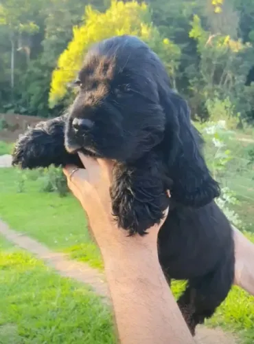 Filhote de cocker spaniel o amigo mais carinhoso das patinhas