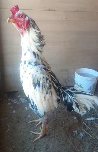 Galo indio 