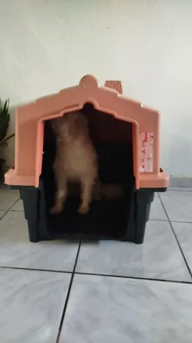 Casinha De Cachorro Bem Conservado 