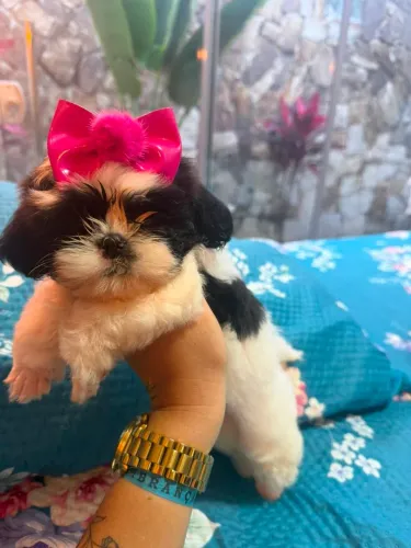 Shihtzu fêmea.