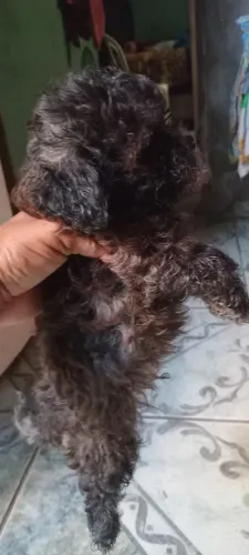 Vendo poodle macho n° 01, 400 reais