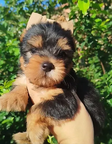 Lindos Yorkshire terrier mini 