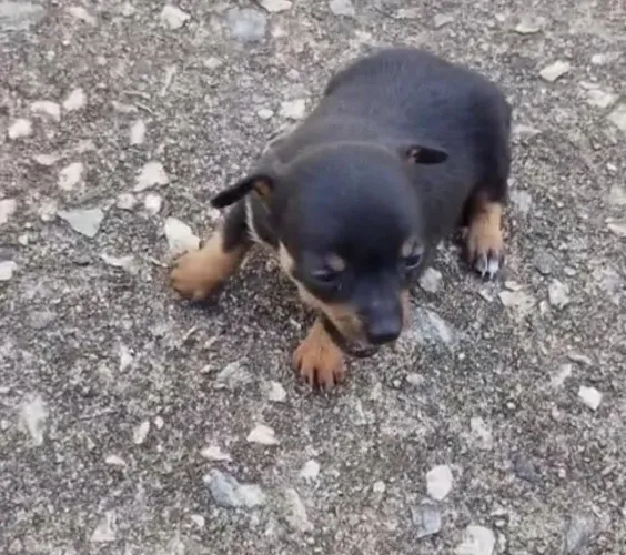 Pinscher miniatura valentes 