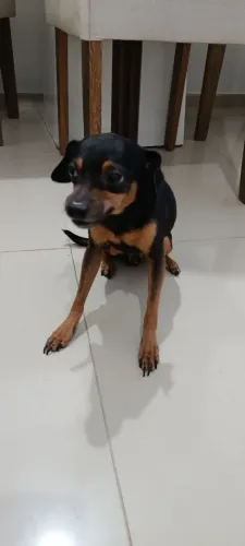 Cachorro para doar Pincher