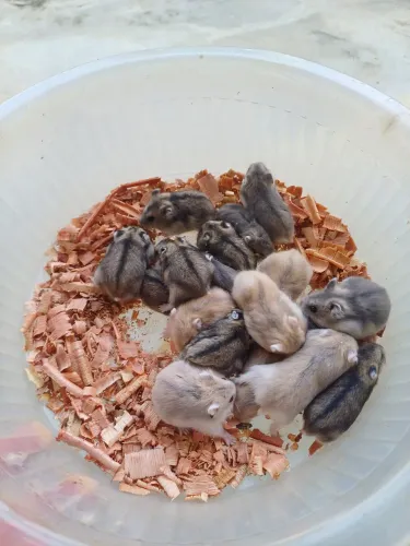 Hamster anão Russo