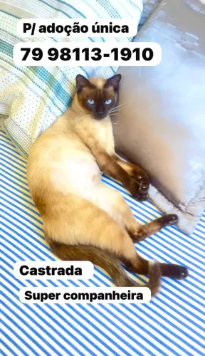 Gata para adoção responsável