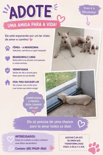 Adoção responsável