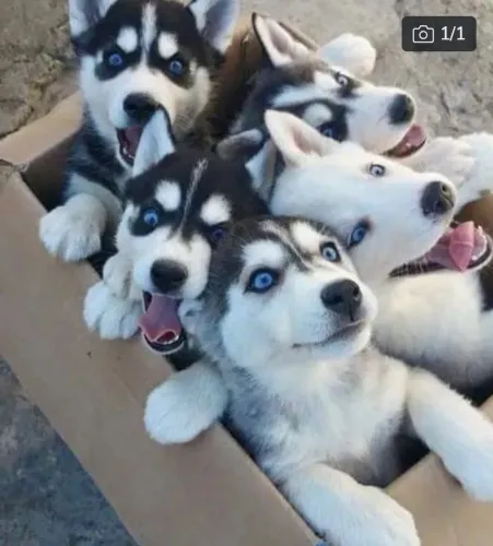 Husky Siberiano macho e fêmea,brincalhões e muito espertos interessados só chamar.