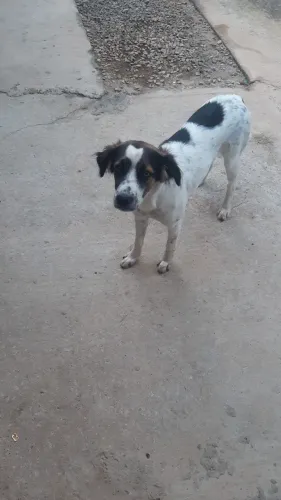 Doace cachorro
