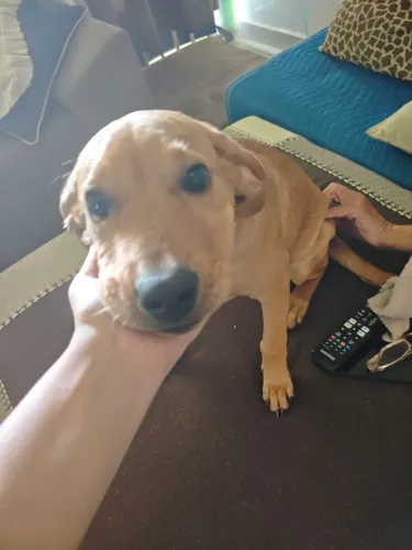 Labrador Fêmea
