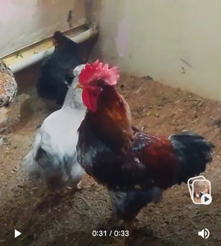 Temos Ovos férteis de galinha sertanejo balão ,
