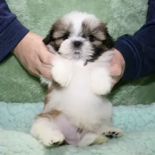 Cachorro filhote shih tzu/shitzu brincalhão com saúde e garantia contratof