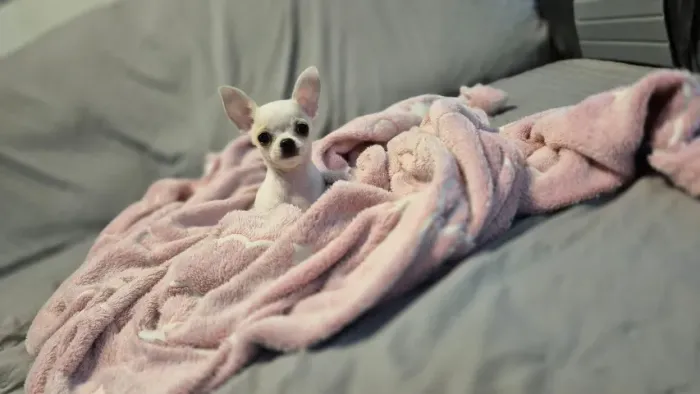 Chihuahua 