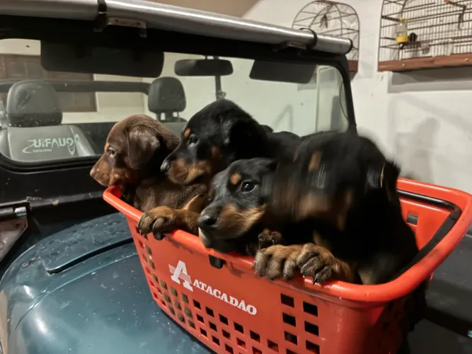 Doberman Europeu