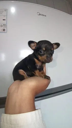 Lindos filhotes fêmea e macho de pinscher em até 12 ×
