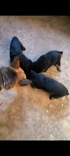 FILHOTES DE PASTOR ALEMÃO 