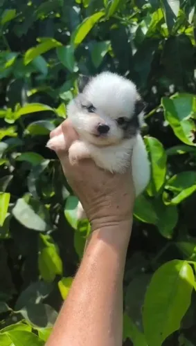 Spitz alemão anão 