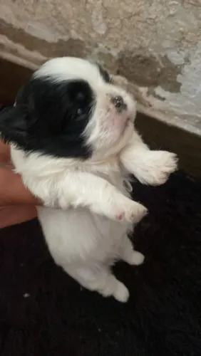 Disponível Shih Tzu para reserva fêmeas
