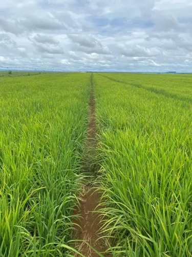 Excelente fazenda