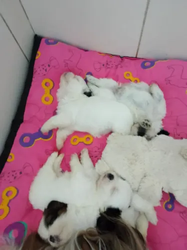 Cachorro shiatsu