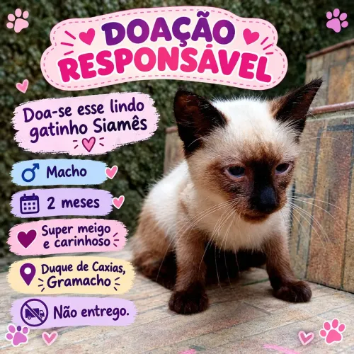 Doação desse lindo gatinho. Siamês.
