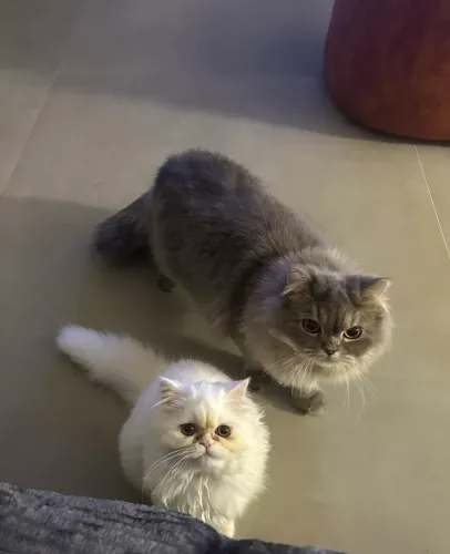 Doa-se gatinhas