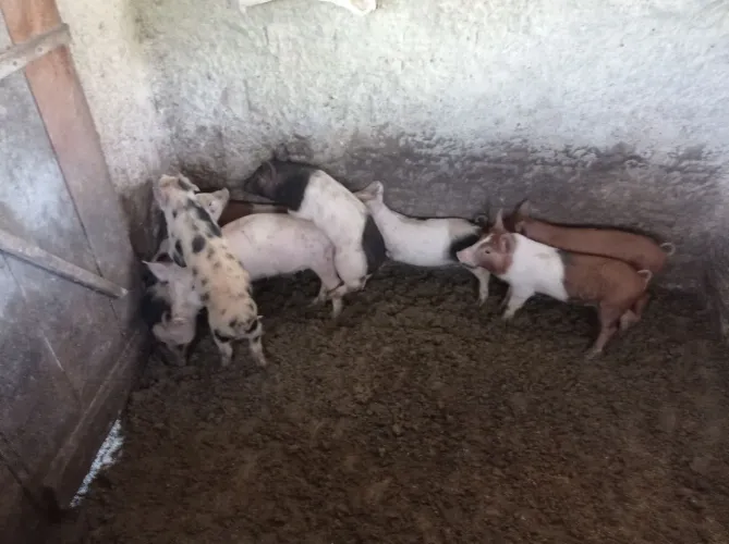 Porcos