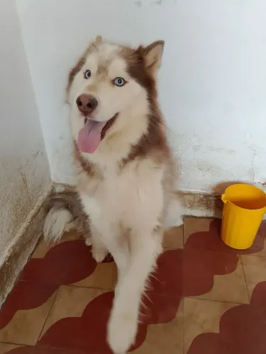 Husky Siberiano a procura de uma Namorada