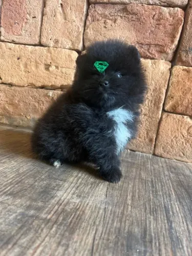 Spitz alemão preto 
