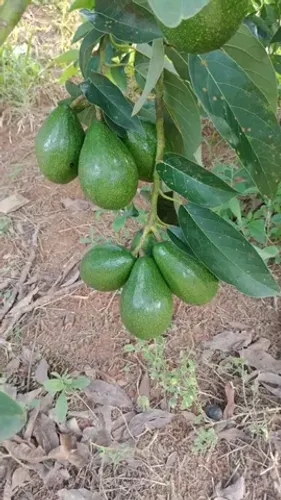 Mudas frutíferas enxertadas produzindo