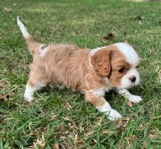 Cavalier King Charles Spaniel com temperamento equilibrado e amável