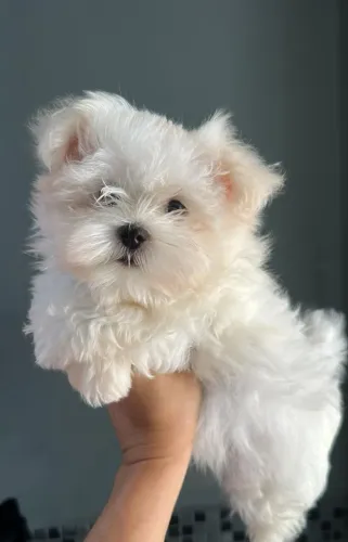 Maltês macho. Beleza, pureza e u.a bolinha de Pêlos 