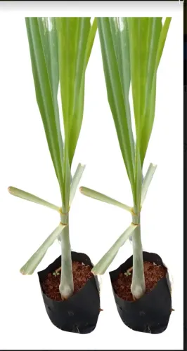 Mudas de Capim limão