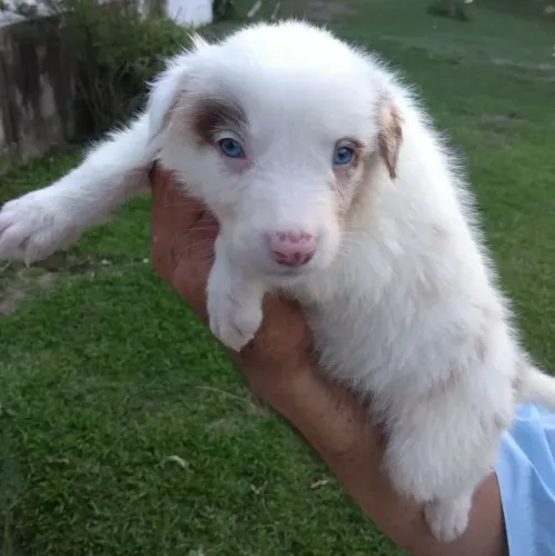 Border Collie machinho com 58 dias vacinado e com pedigree e garantias em contrato 