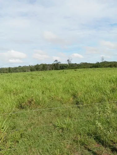 50 hectares em concordia do Pará porteira fechada R$750 mil