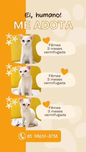 Gatinhas para adoção 