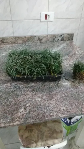 Grama preta 