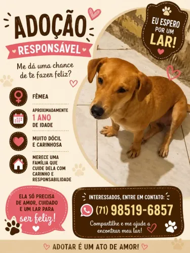Adoção cadelinha porte pequeno