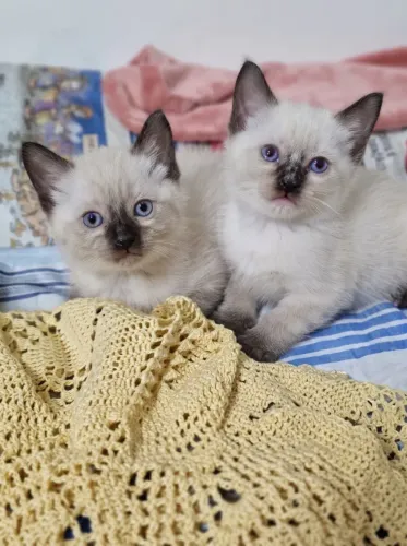Filhote Gato Siamês