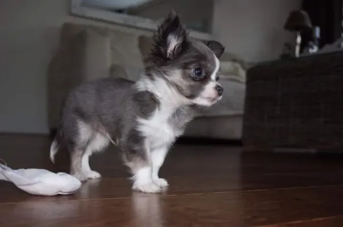 Chihuahua lindo demais