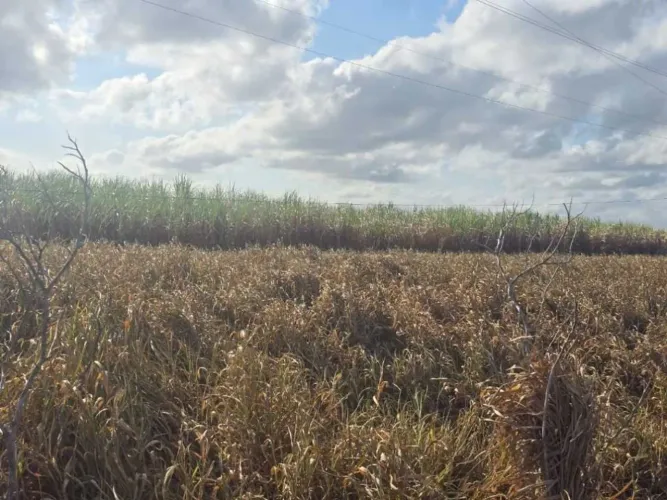 Área de 1 hectare (10 mil m2) Goiana PE