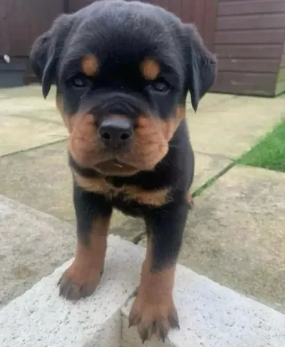 Filhote Rott seu filhotinho de Rottweiler cabeça de touro
