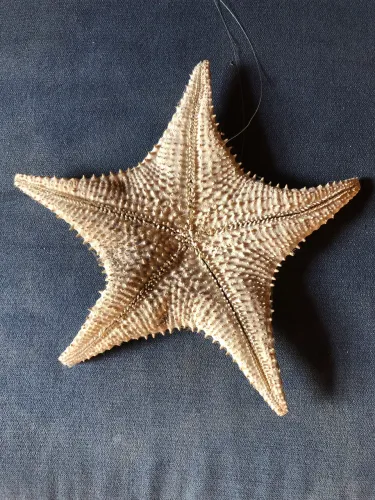 Decoração Estrela do Mar Praia
