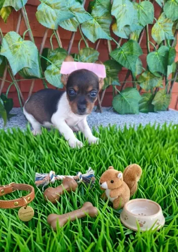 Quem tem um  cãozinho desse s tem tudo 