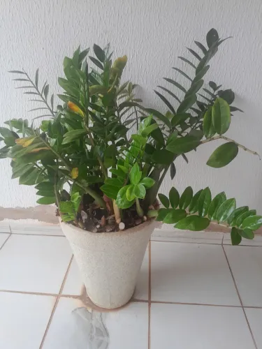 Vaso de planta