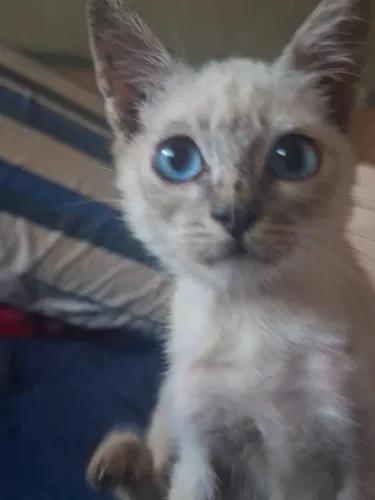 Gatinho pra doações