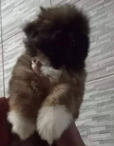 Lindos filhotes de Shitzu machos disponíveis!