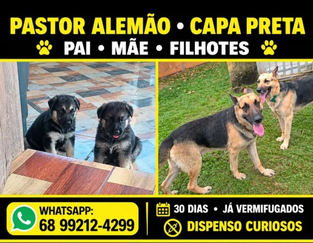 Venda de filhotes de pastor alemão capa preta