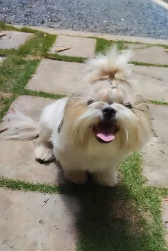 Procuro macho de shih tzu para cobertura