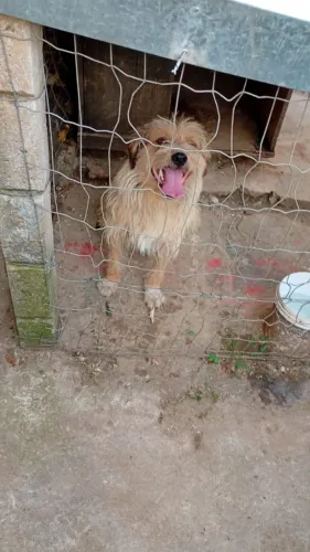 ? Adoção Responsável - Cachorro Castrado, 1 Ano